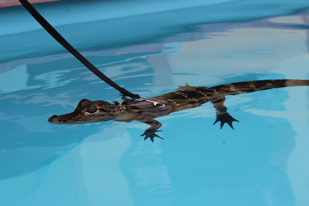 Alligator with harness in a pool
