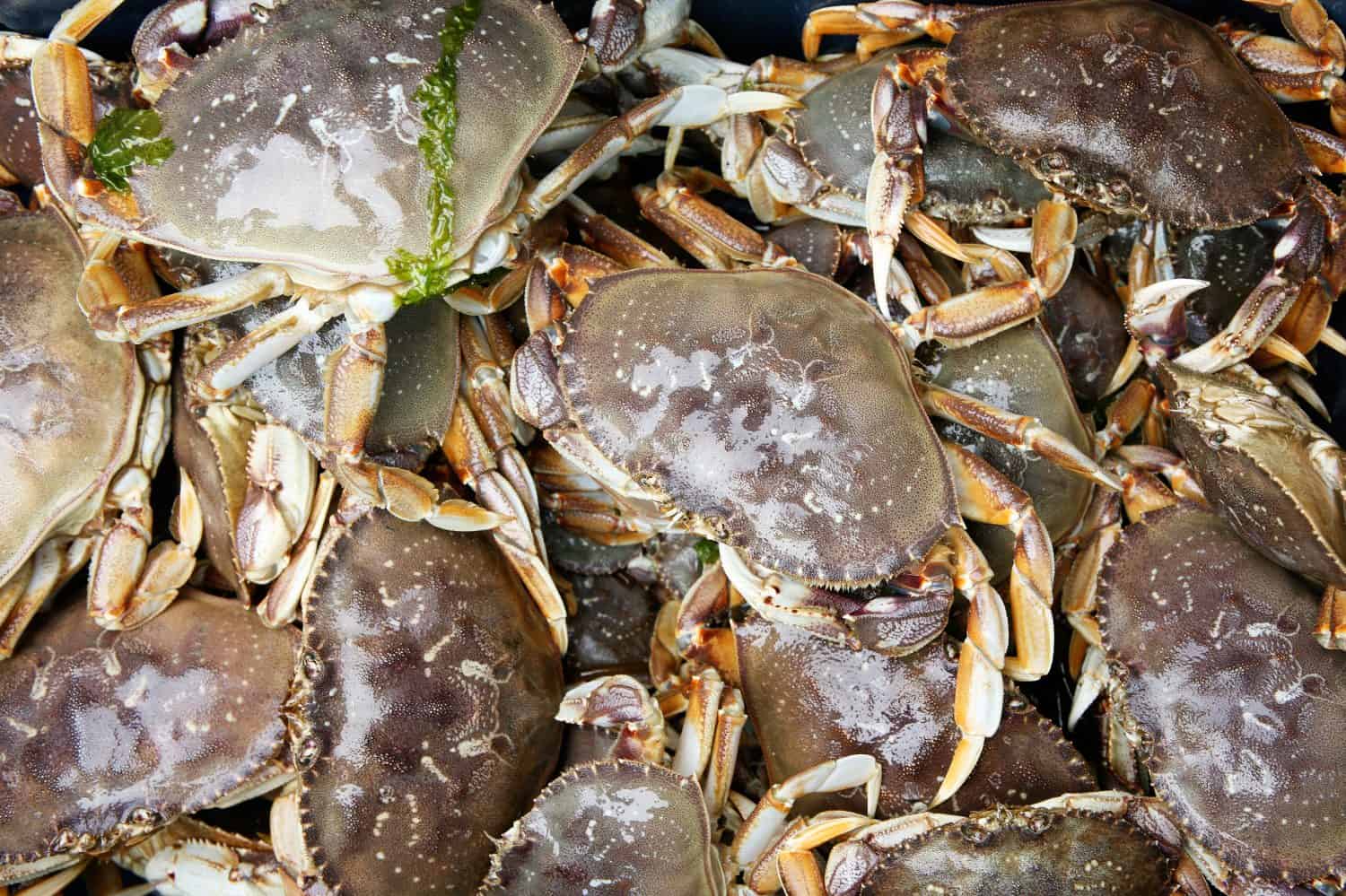 Live Dungeness Crabs in the Pacific Northwest