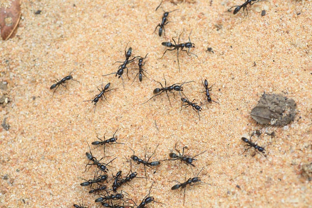 Driver ants or safari ants (Dorylus sp) in Zambia
