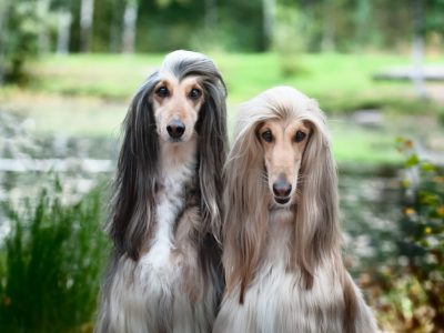 A Afghan Hound Progression: Growth Chart, Milestones, and Training Tips