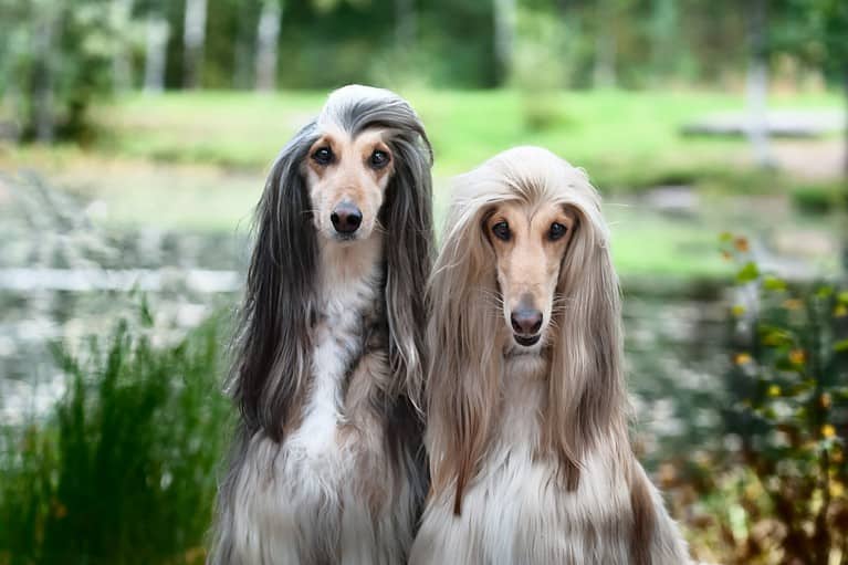 Portrait of two Afghan greyhounds, beautiful, dog show appearance. Beauty salon, grooming, dog care, hairstyles for dogs, dog stylist