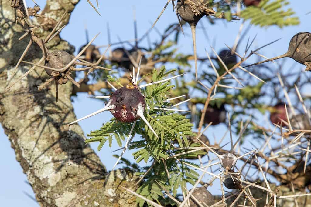 Whistling Thorn Acacia tree lives in symbiotic relationship with ants which live in the thorns