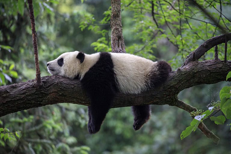 Panda Bear Sleeping on a Tree Branch, China Wildlife. Bifengxia nature reserve, Sichuan Province. Cute Lazy Baby Panda Sleeping in the Forest, Enjoying an afternoon nap with paws Hanging Down.