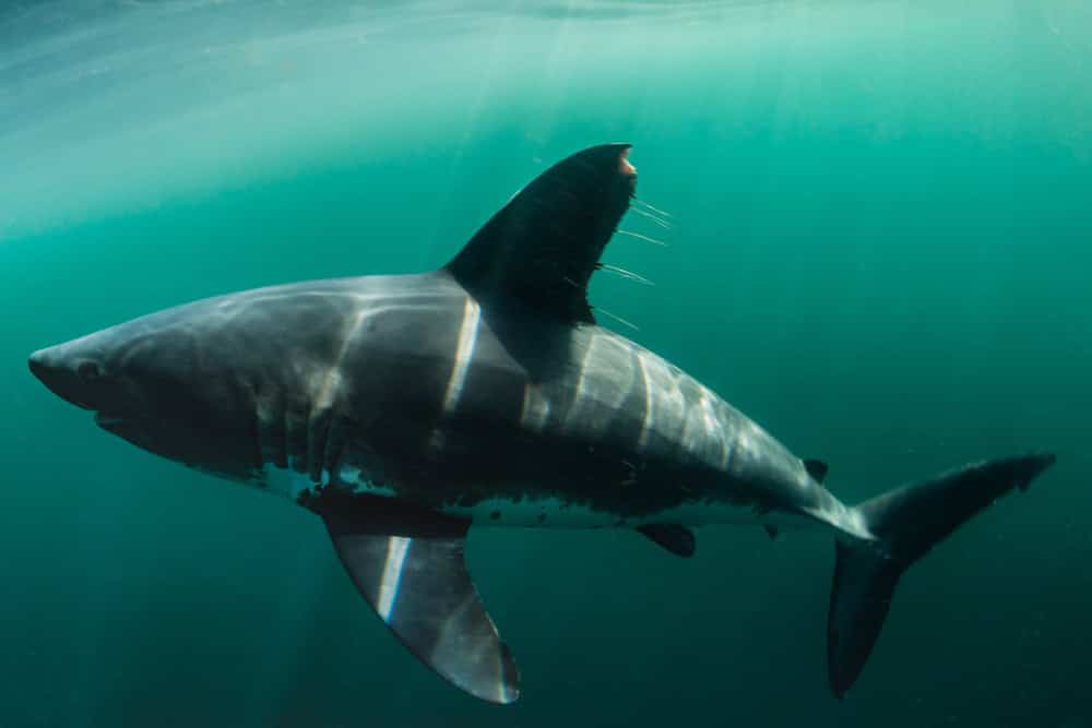 the rare and elusive salmon shark, underwater photo in the open ocean of Alaska. Lamna ditropis, one of the least photographed sharks in the wild. 