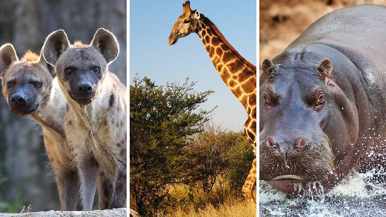 Animals that can kill a lion