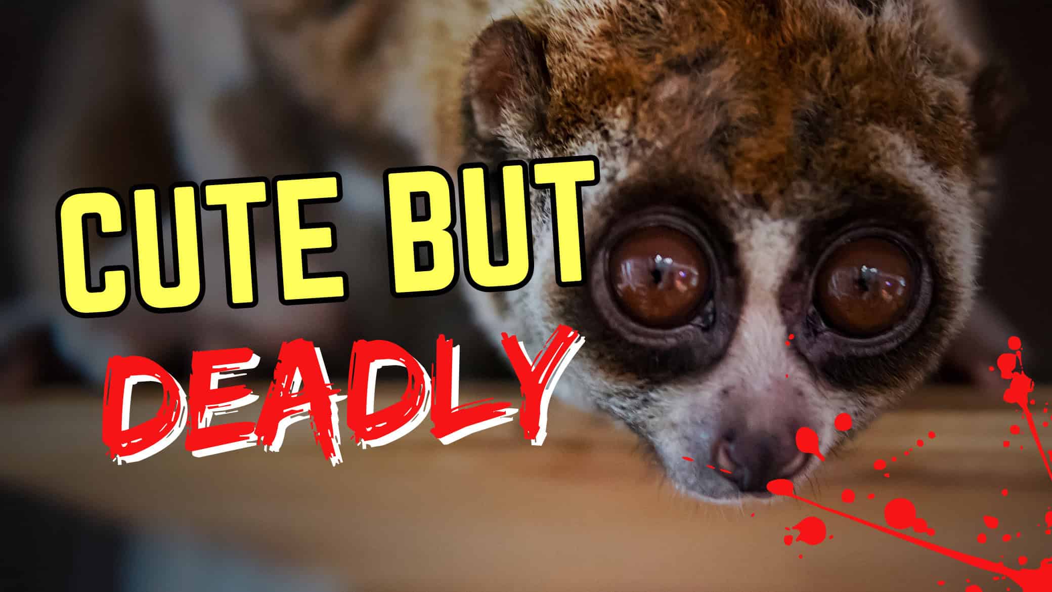 Cute But Deadly: The 10 Most Vicious Animals That Look Cute! - A-Z Animals