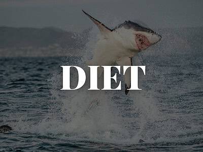 A The Predator’s Plate: Everything Great White Sharks Love to Eat
