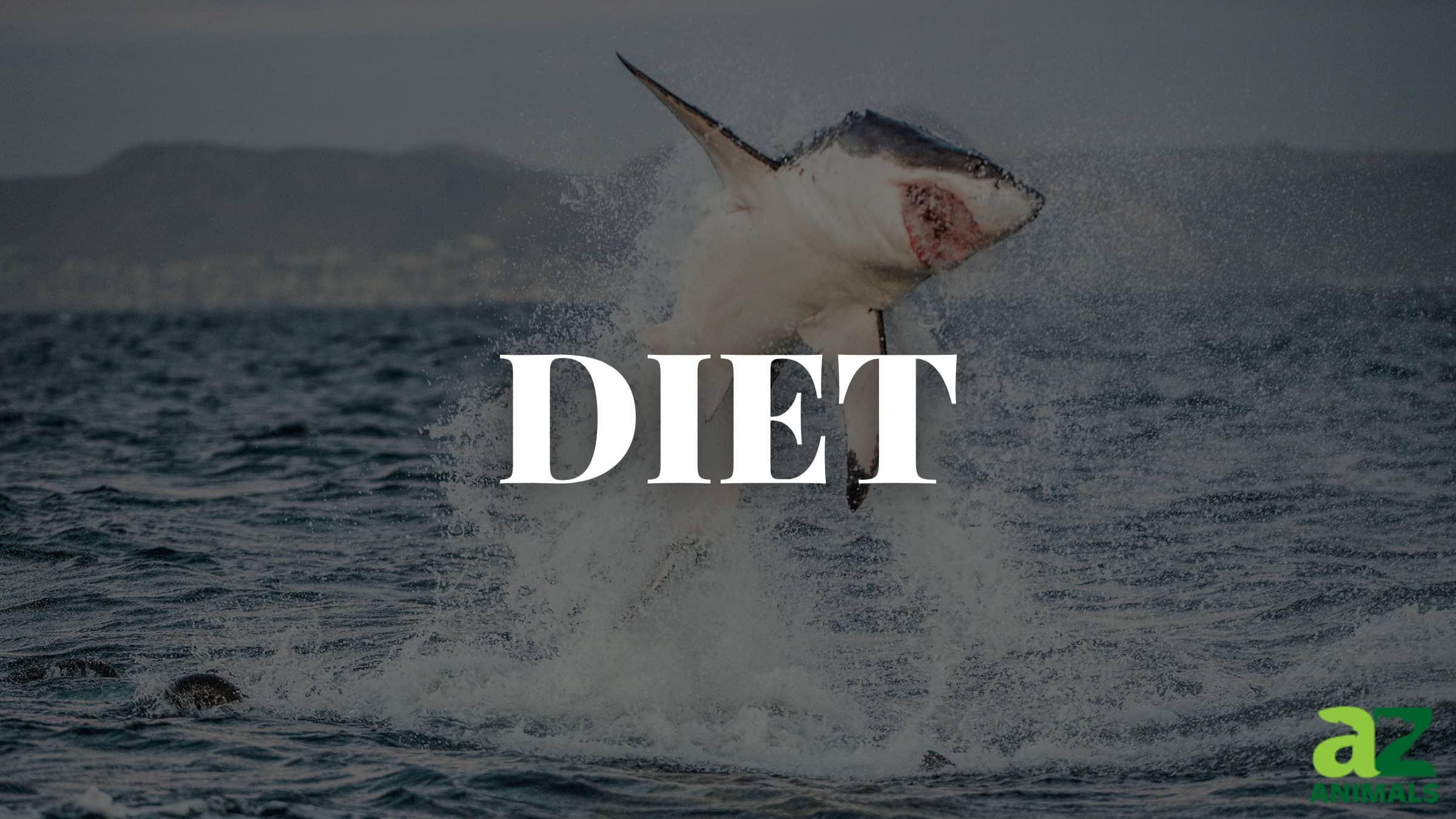 Great White Shark Diet