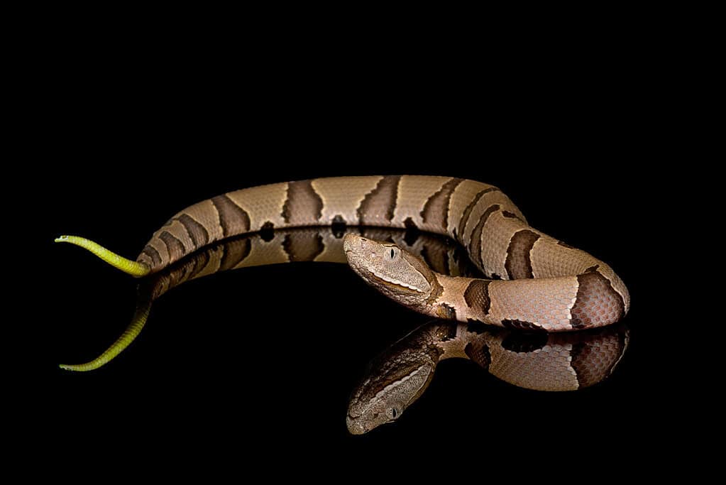 Eastern Copperhead (Agkistrodon contortrix) close-up on Black background