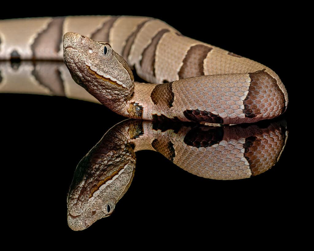 Eastern Copperhead (Agkistrodon contortrix) close-up on Black background