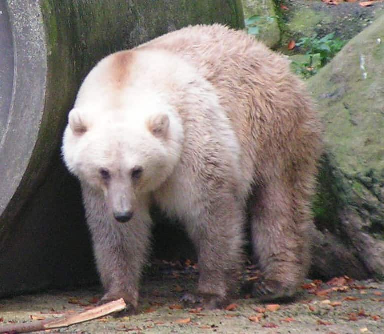 Pizzly bear, grolar bear, grizzlar