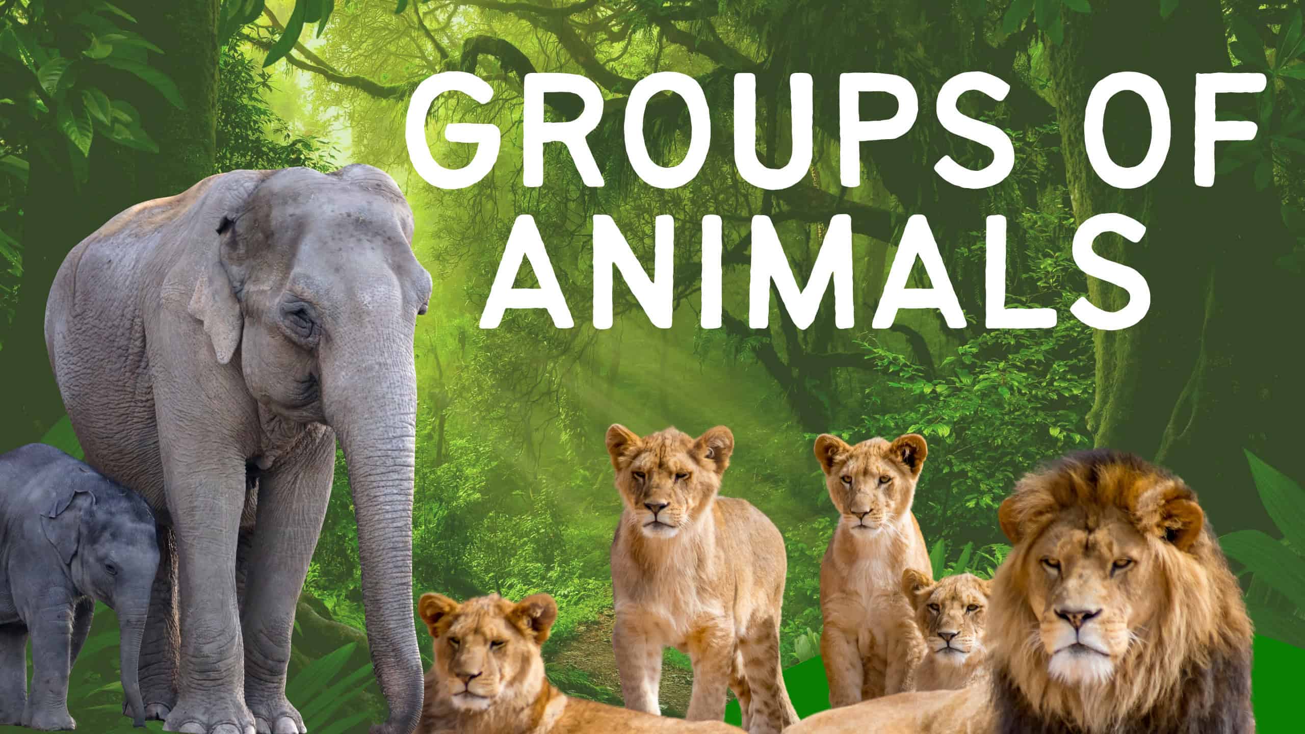Groups of Animals