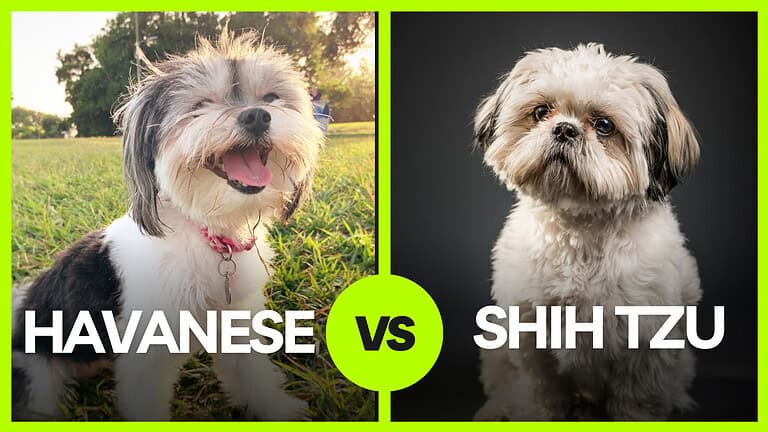HAVANESE