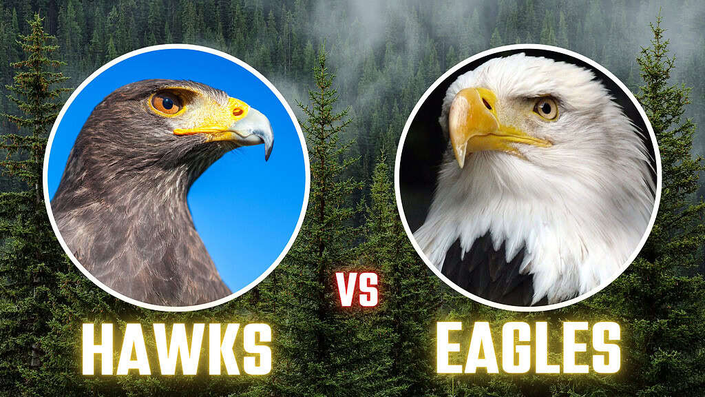 Hawks vs Eagles