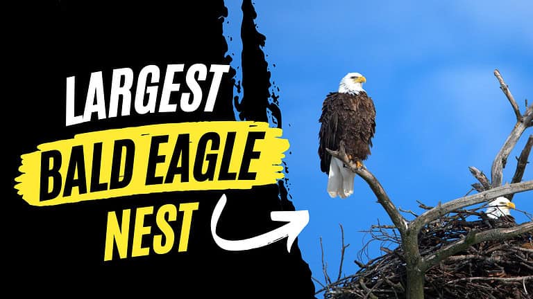 Largest Nest