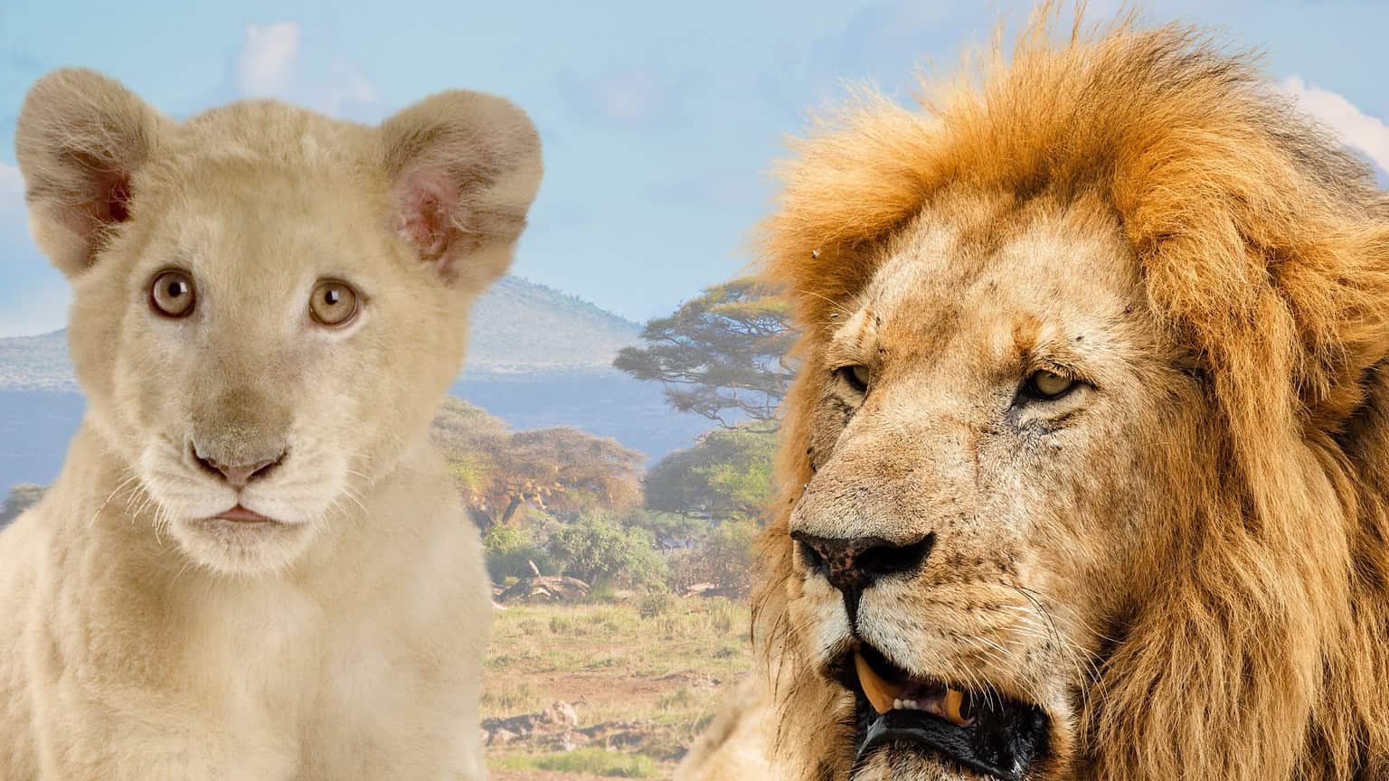 How Long Do Lions Live? Discover the Average Lifespan + The Oldest Lion