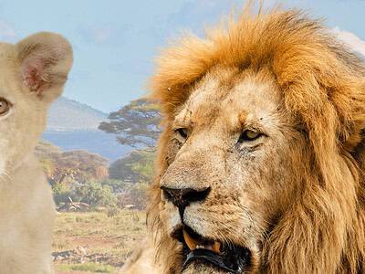 A How Long Do Lions Live? Discover the Average Lifespan + The Oldest Lion Ever!