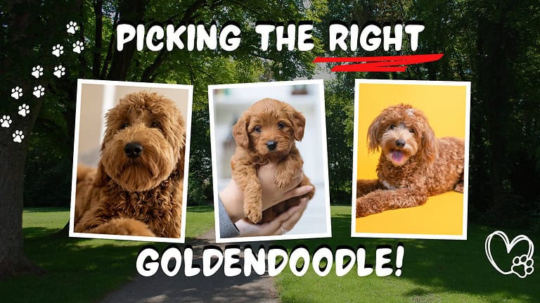 Picking the right
