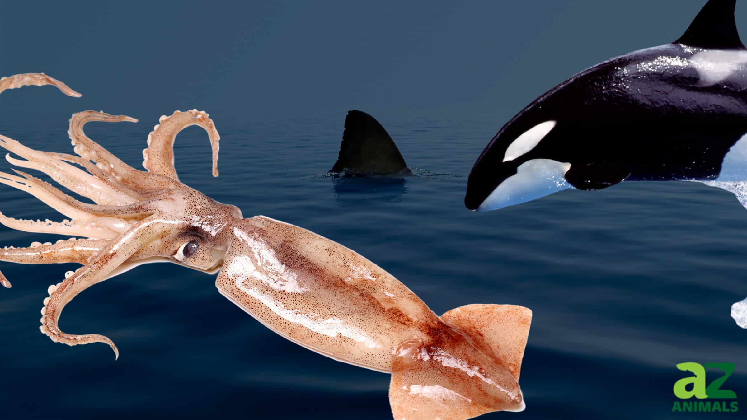 Great White Shark Threats