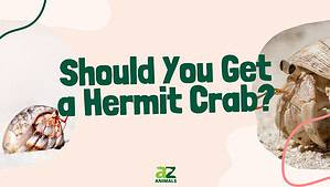 Hermit Crabs as Pets: Know These Pros and Cons Before Getting One Picture