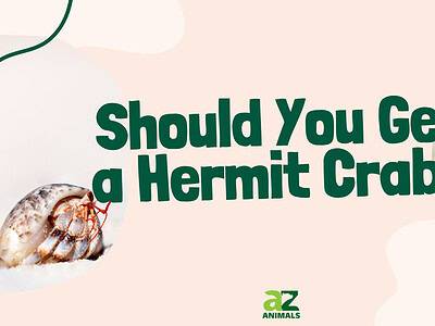 A Hermit Crabs as Pets: Know These Pros and Cons Before Getting One