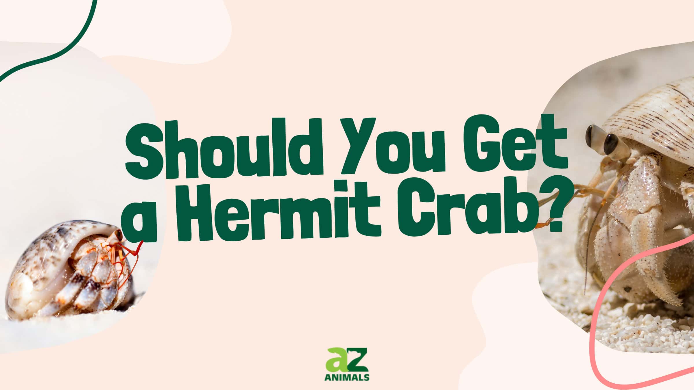 Hermit Crab Pros and Cons