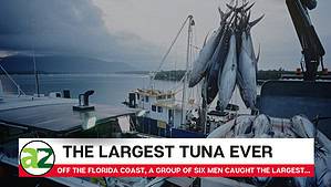 The Largest Tuna Ever Caught off Florida Coast Picture