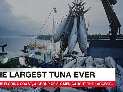 A The Largest Tuna Ever Caught off Florida Coast