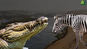 Crocodiles Gang Up On Lone Zebra Crossing the River photo