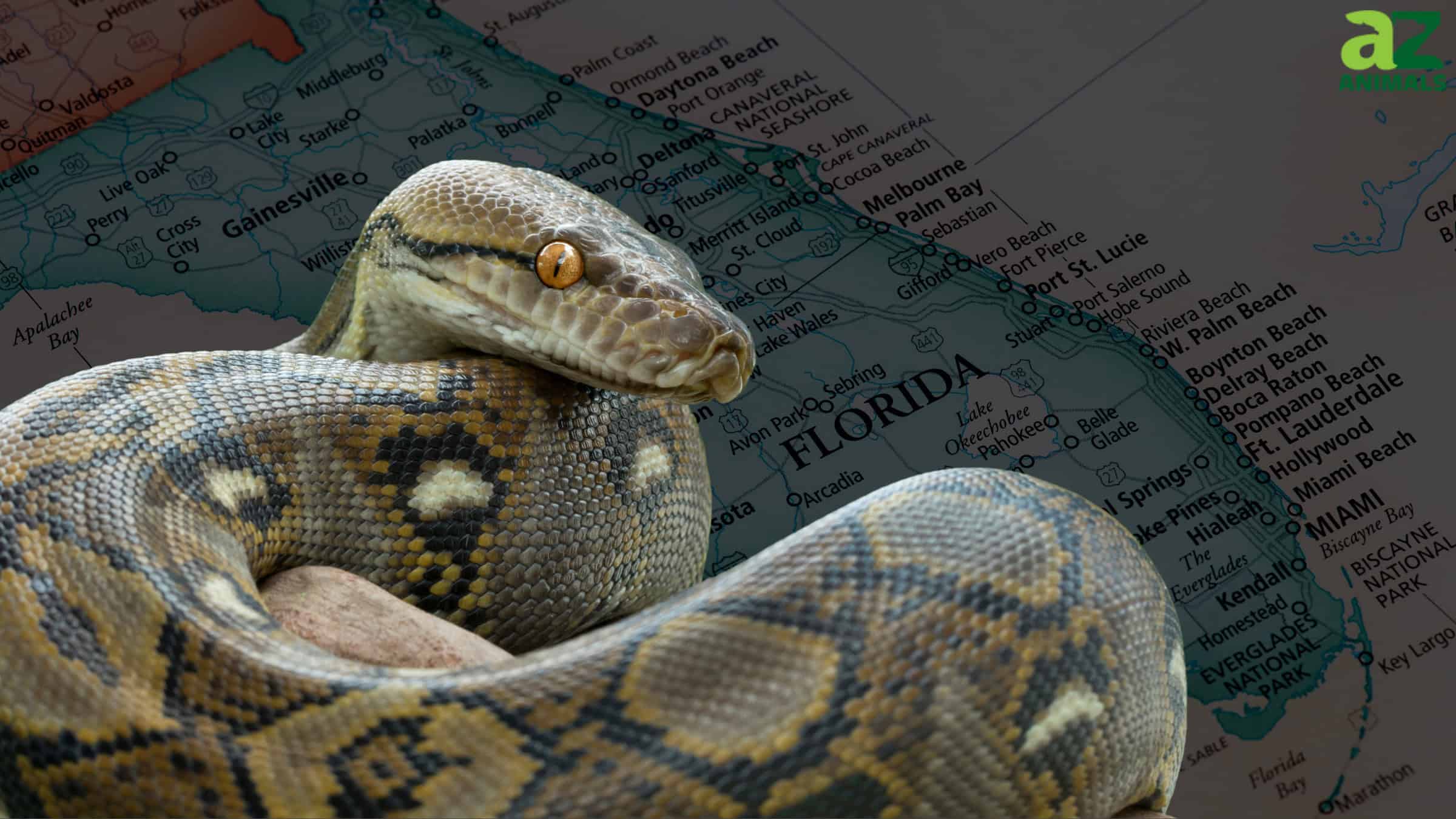 Python in Florida