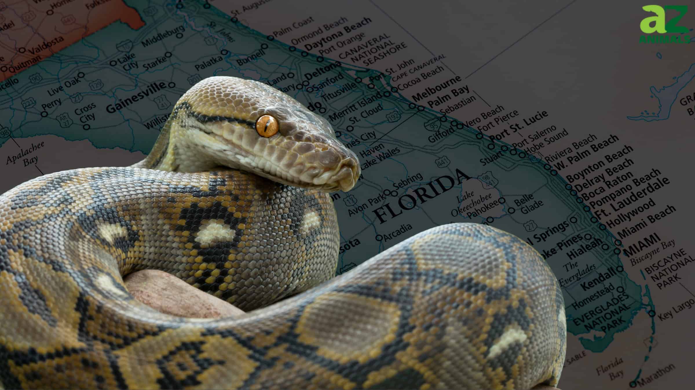 Gargantuan 176-Pound Python Captured in Florida and Added to the Record ...