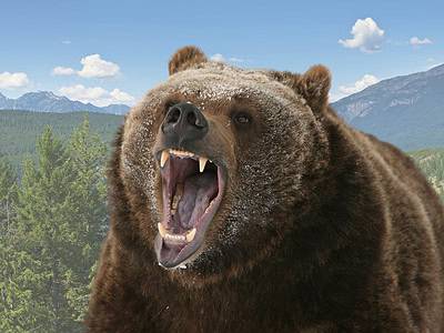 A The Government Is Releasing Grizzly Bears Into a Popular U.S. Park