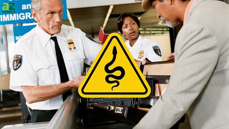 Snakes at TSA