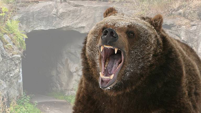 Grizzly Bear