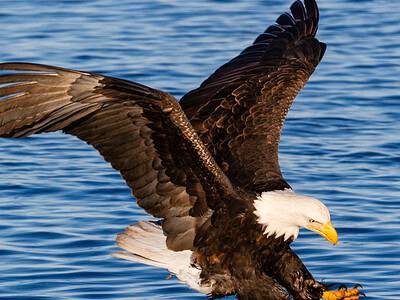 A Fearless Bald Eagle Divebombs in Front of a Crowd and Steals a Hooked Shark