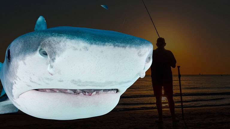 Tiger Shark