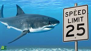 How Fast Are Great White Sharks? See How They Compare to the Ocean’s Fastest Animals photo