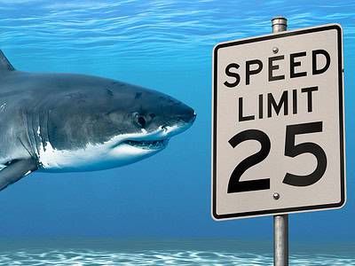 A How Fast Are Great White Sharks? See How They Compare to the Ocean’s Fastest Animals