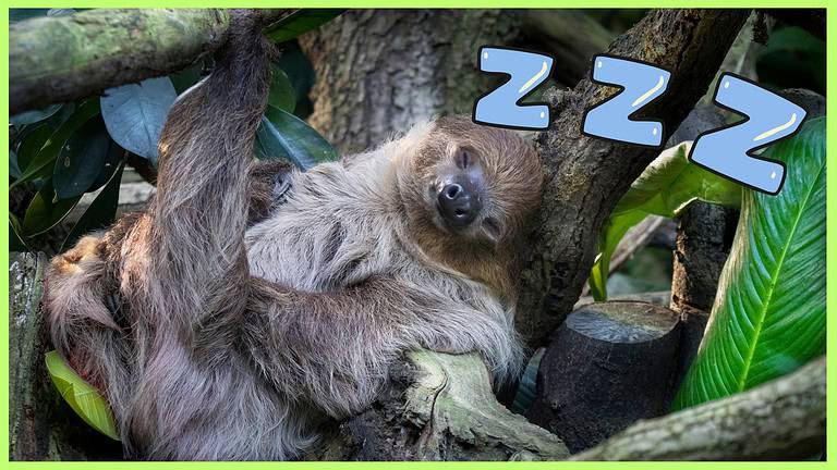 Sleepy Animals