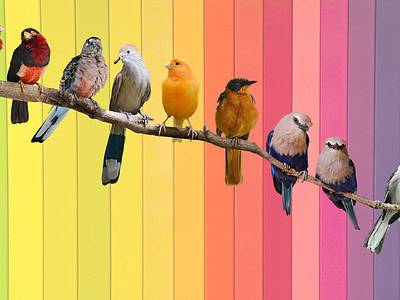 A Nature’s No-Fly Zone: 4 Colors That Repel Birds Effectively