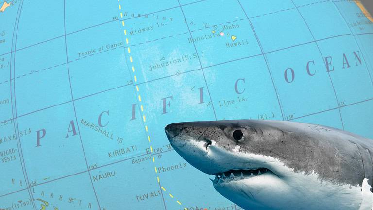 Great White cafe