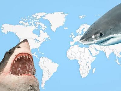 A Where Do Great White Sharks Live? Explore Their Habitat and Range in Today’s Oceans