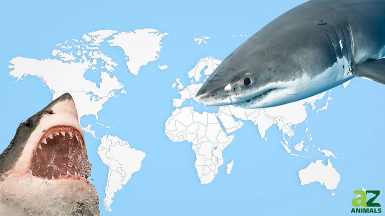 Where Do Great White Sharks Live? Explore Their Habitat and Range in