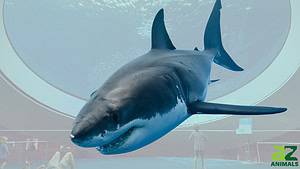 The Complete History of Great White Sharks in Aquariums (Never Lived More than 198 Days!) photo