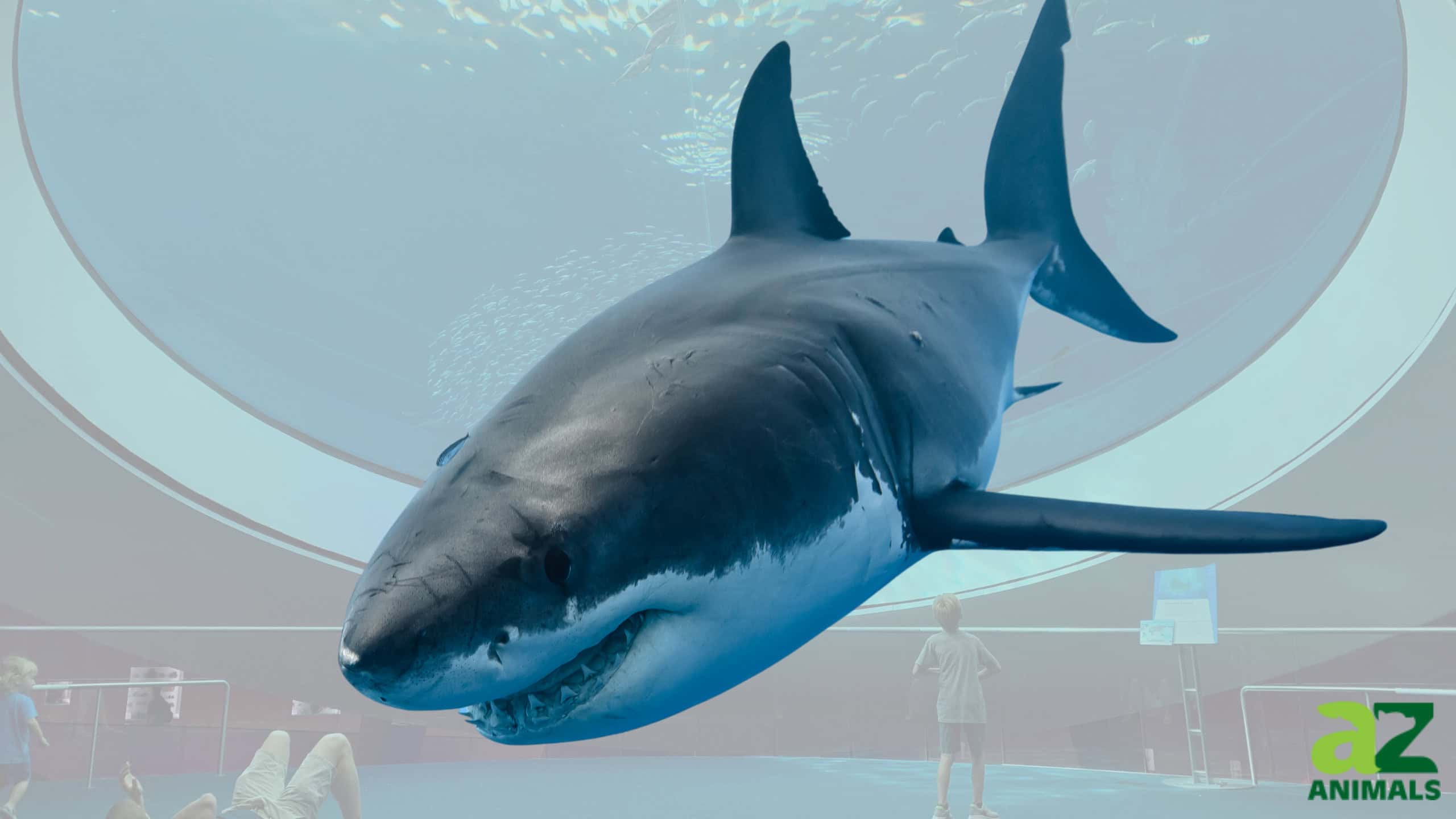 Great White Sharks in Aquariums