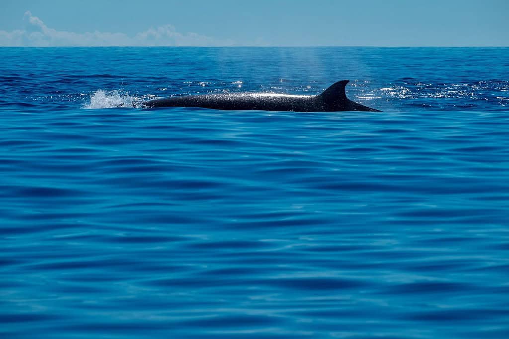 Northern bottlenose whale surfacing in a calm blue Atlantic Ocean