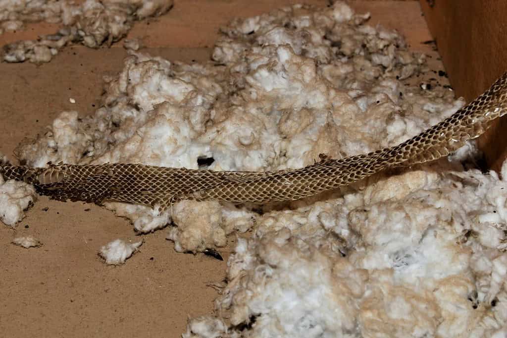 Snake Skin in Attic on Blown Insulation