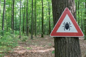 The Most Dangerous Tick Lurking In the U.S. photo