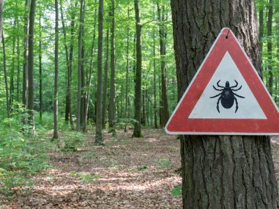 A The Most Dangerous Tick Lurking In the U.S.