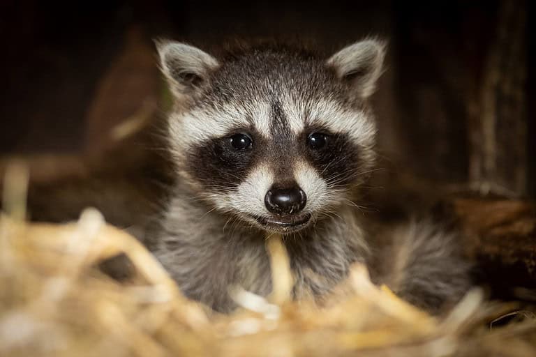 Racoon baby Animal